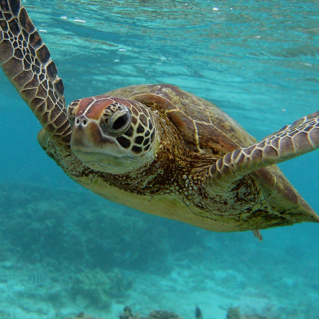8 Children Dead and One Adult Dead After Eating Sea Turtle Meat in Zanzibar – E! Online 8 Children Dead and One Adult Dead After Eating Sea Turtle Meat in Zanzibar – E! Online
